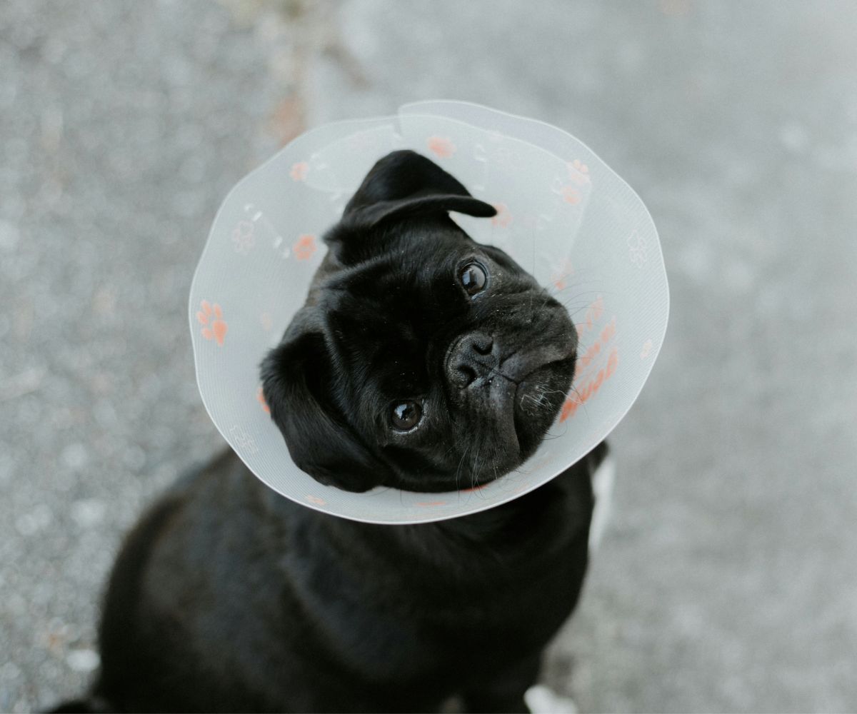 Pet Fracture Repairs
