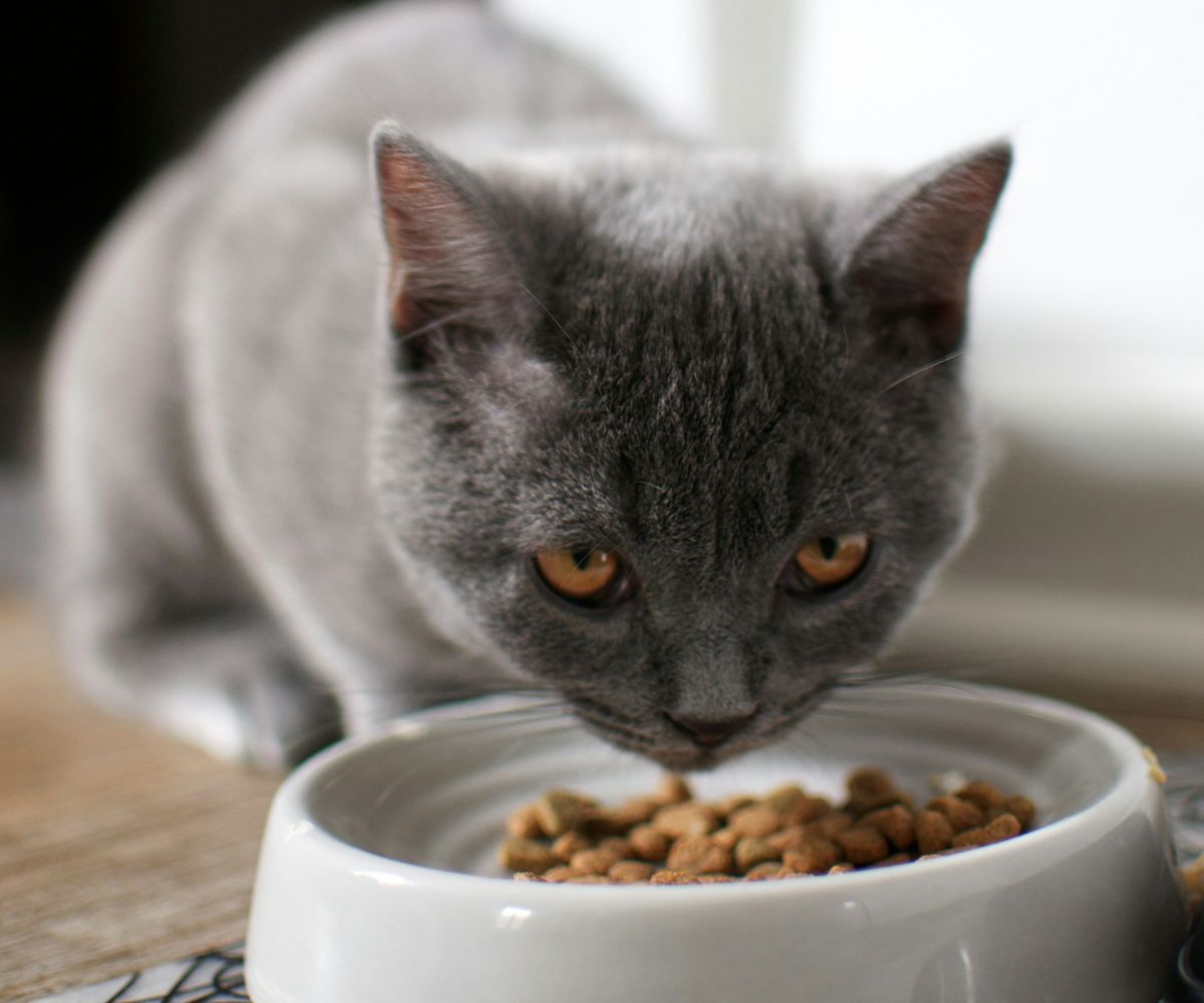 Pet Nutrition & Weight Loss