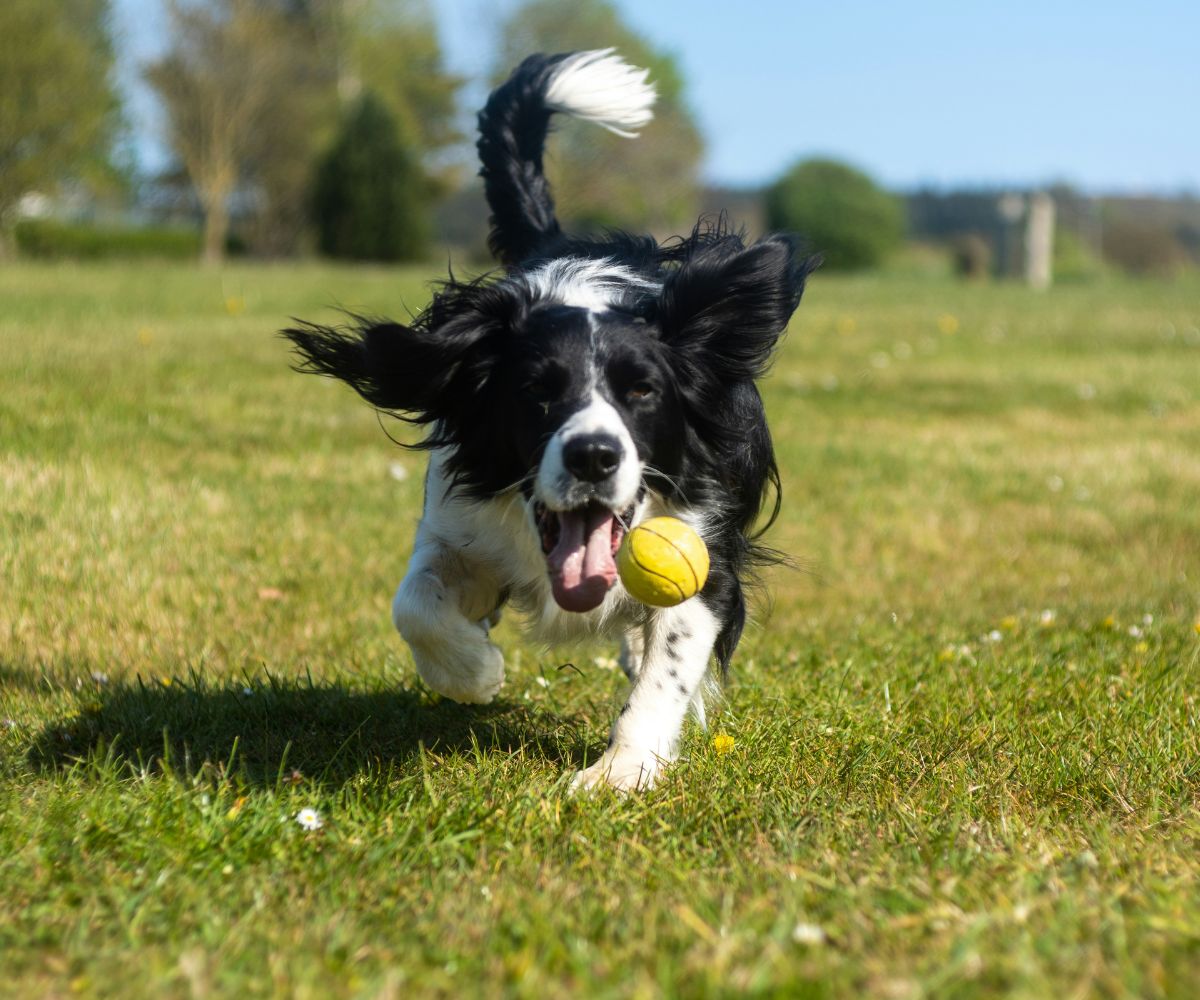 Tablet-displaying-a-cats-X-ray