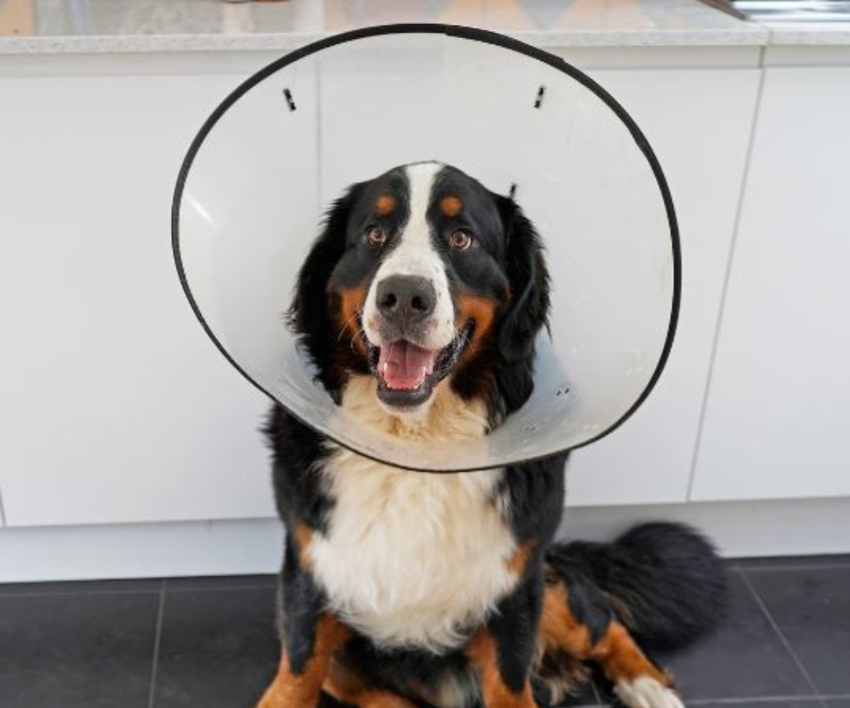 Dog-sits-happily-wear-surgical-cone