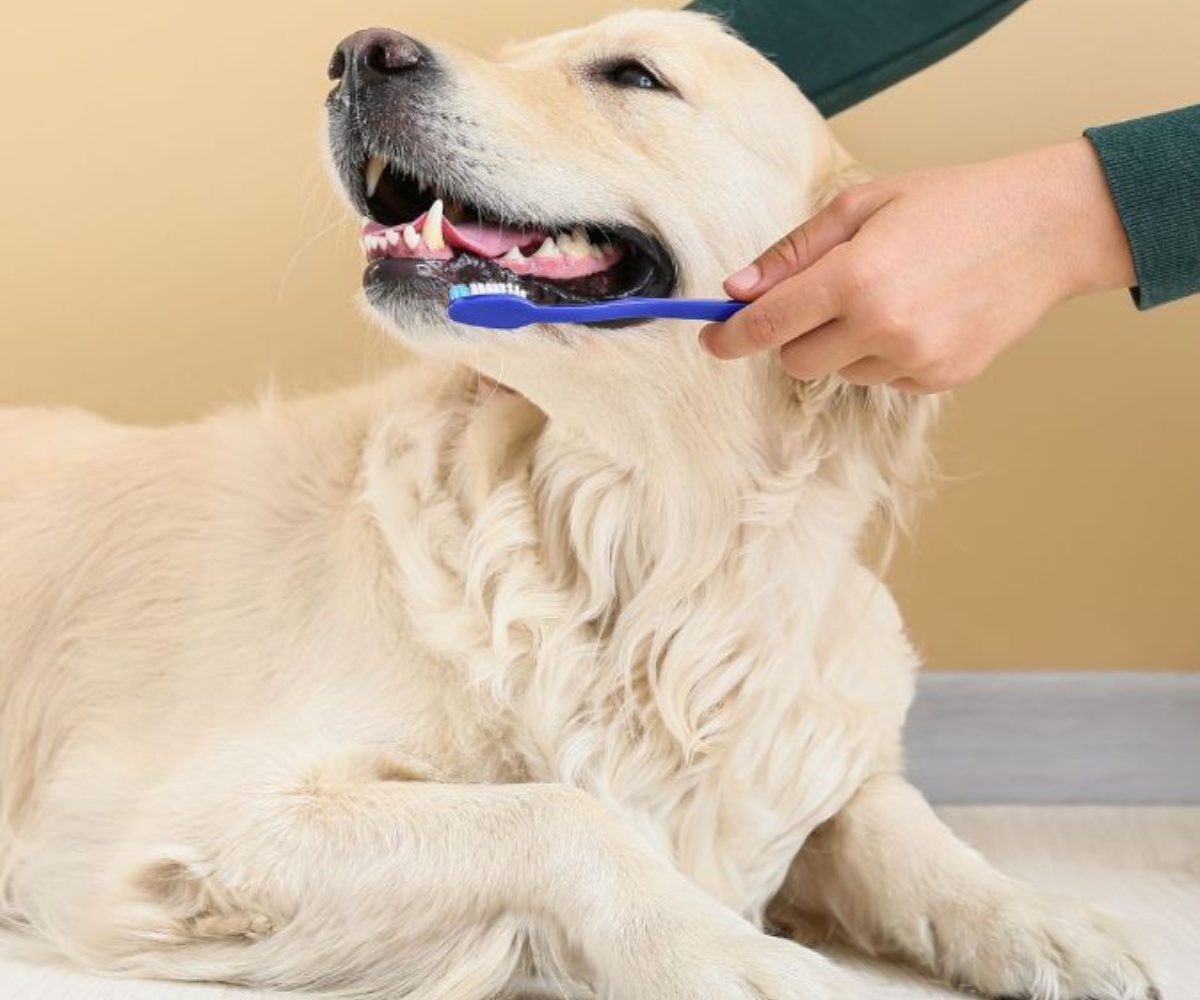 Golden-retriever-getting-its-teeth-brushed