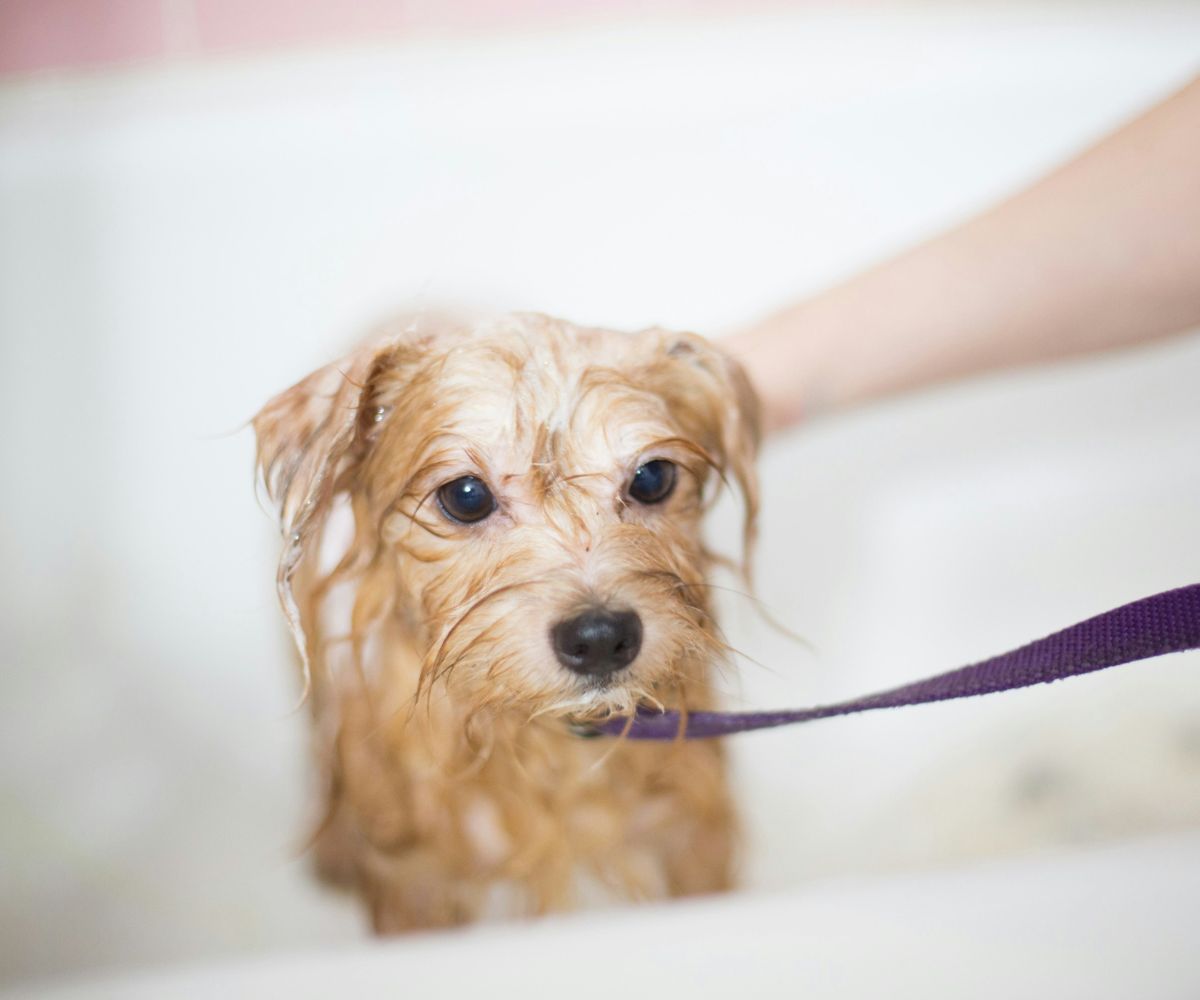 Tablet-displaying-a-cats-X-ray