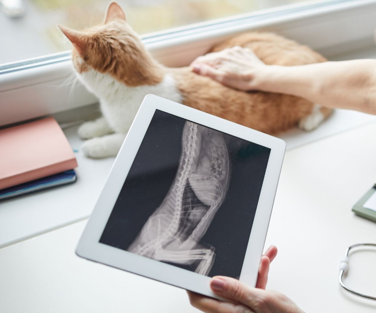 Tablet-displaying-a-cats-X-ray