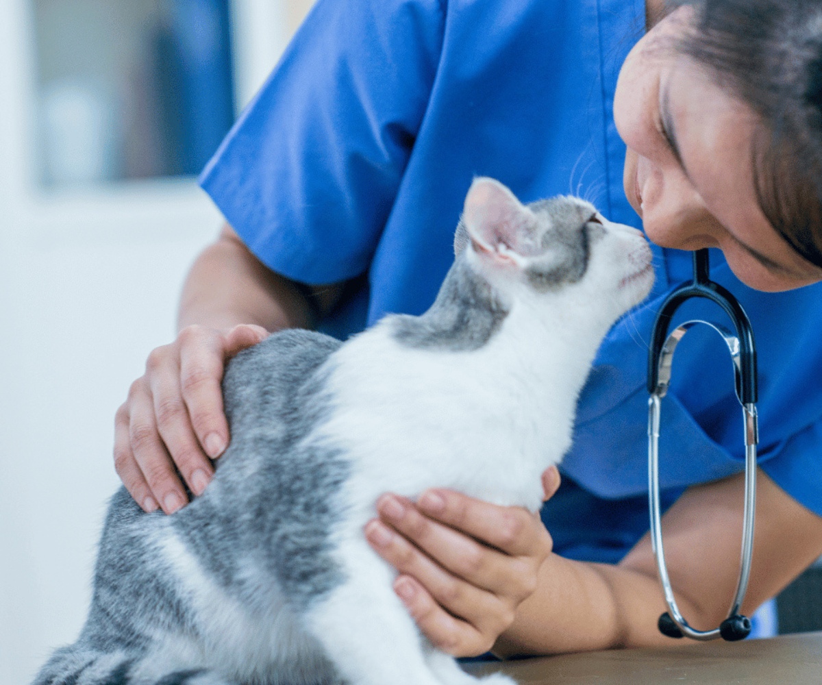 Vet-nuzzles-a-gray-and-white-cat