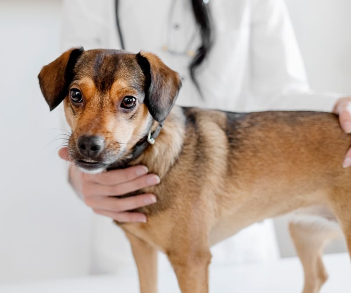 Pet Nutrition & Weight Loss