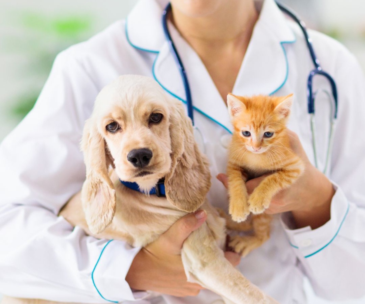 veterinarian-holds-a-golden-retriever-puppy-and-an-orange-kitten