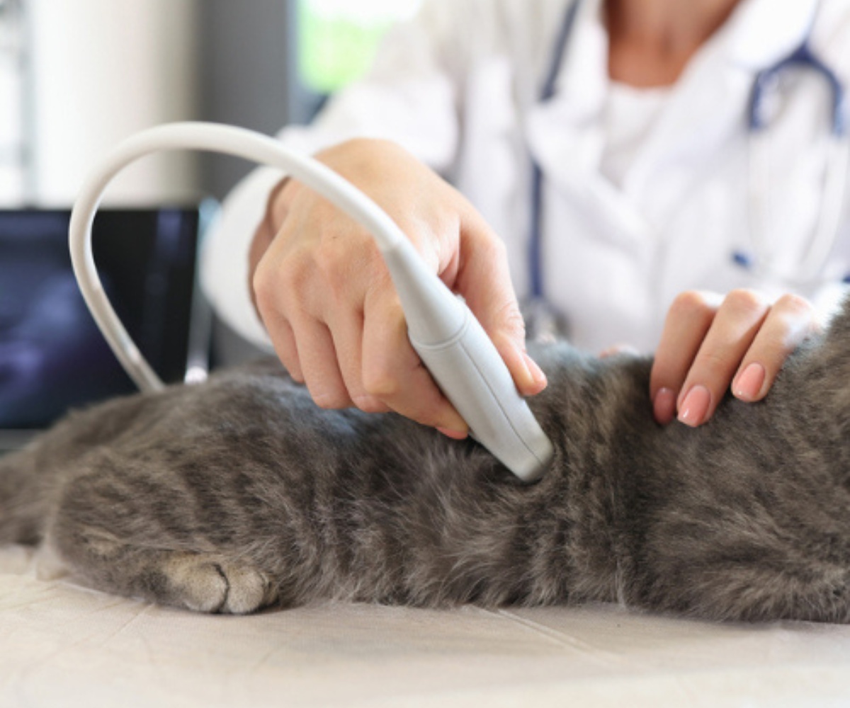 veterinarian-performs-an-ultrasound-on-a-cat