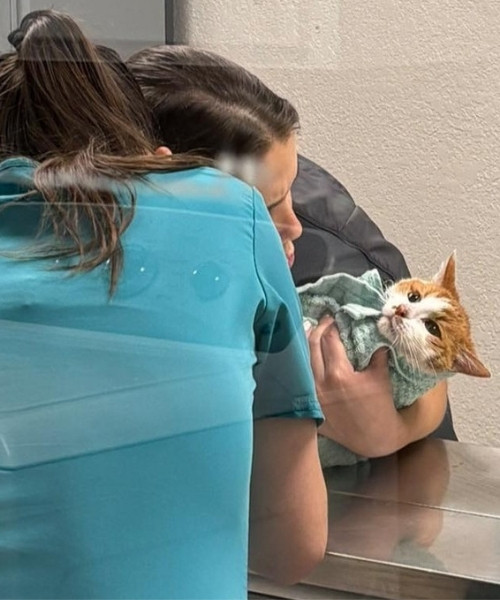 Dog-sits-happily-wear-surgical-cone